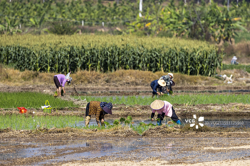 插秧季图片素材