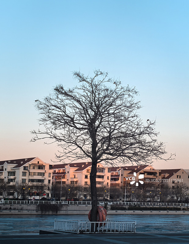 海河边，一棵大树，沐浴着夕阳，静静地望着冰河与远处的房屋，等待春天的到来图片素材