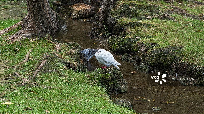 溪边草地上的白鸽与灰鸽图片素材