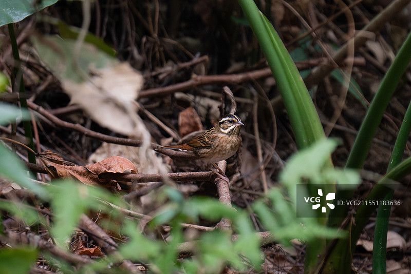 白眉鹀 白三道儿 五道眉 小白眉 侧视觉  冬候鸟 三有保护动物 广州 火炉山森林公园图片素材