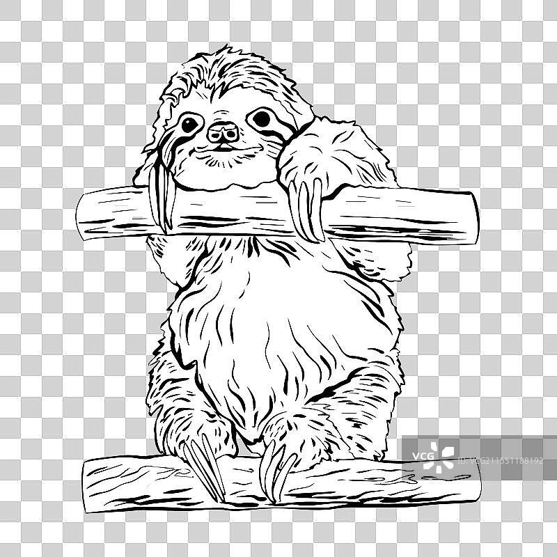 手绘的树懒坐在树枝上图片素材