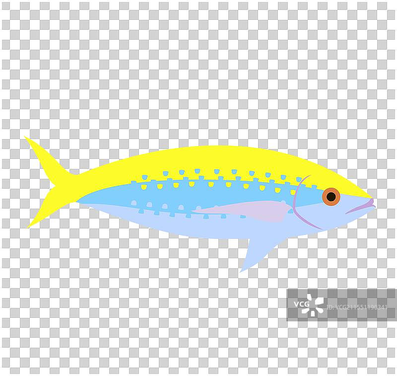 黄色背鱼在珊瑚礁中游泳图片素材