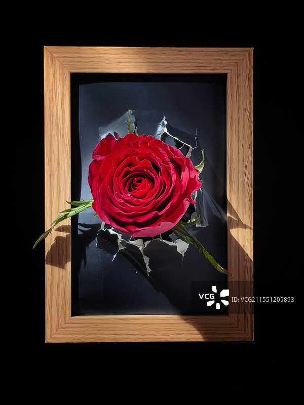 破壁之花图片素材