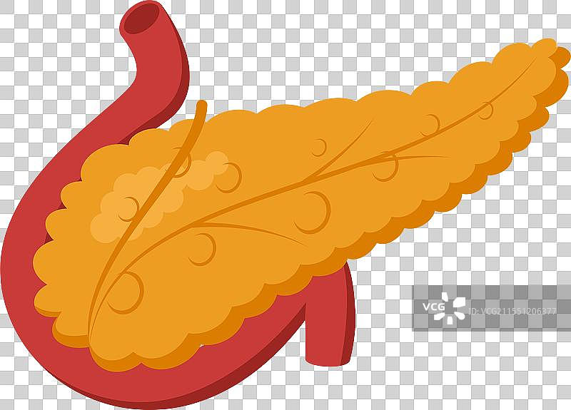 展示健康人类的医学图像图片素材