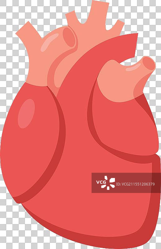 展示健康人类的医学图像图片素材