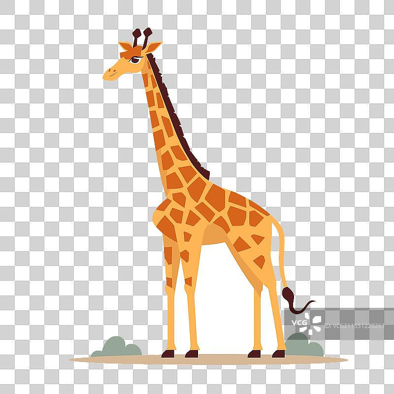 骆驼在草地上骄傲地站立图片素材