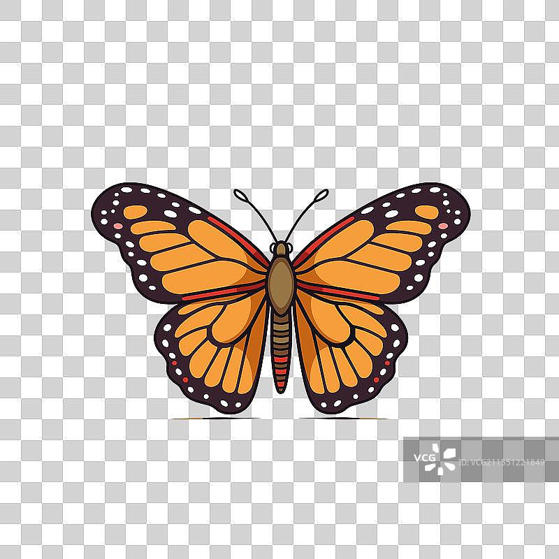 色彩斑斓的蝴蝶展开翅膀栖息在一处图片素材