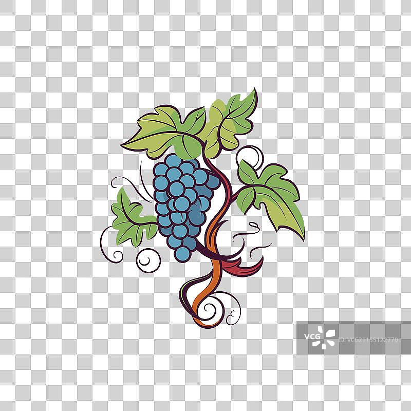 葡萄藤上挂满了蓝色葡萄的串。图片素材