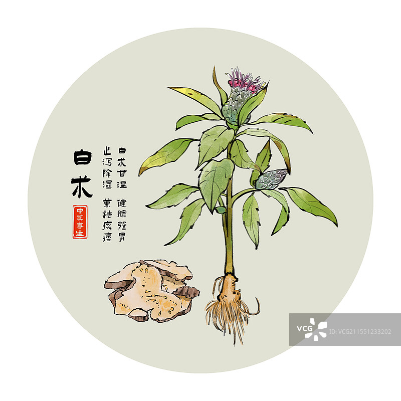 中药材白术水墨风植物插画图片素材