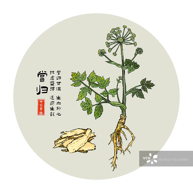 中药材当归水墨风植物插画图片素材