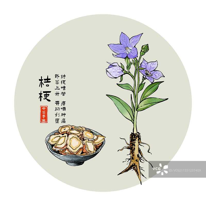 中药材桔梗水墨风植物插画图片素材