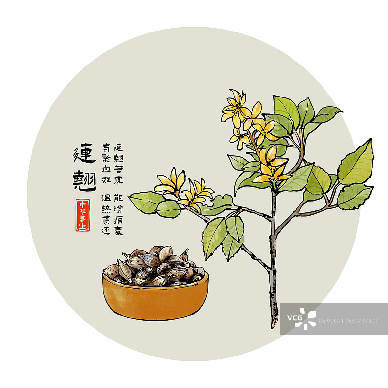 中药材连翘水墨风植物插画图片素材