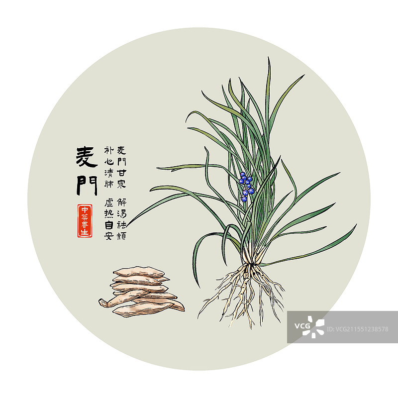 中药材麦门水墨风植物插画图片素材