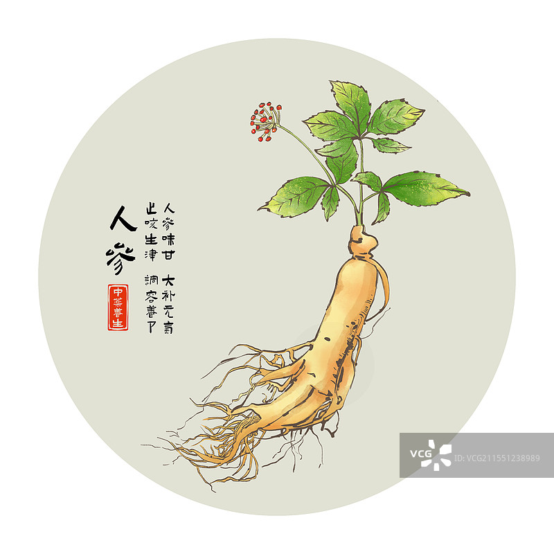 中药材人参水墨风植物插画图片素材