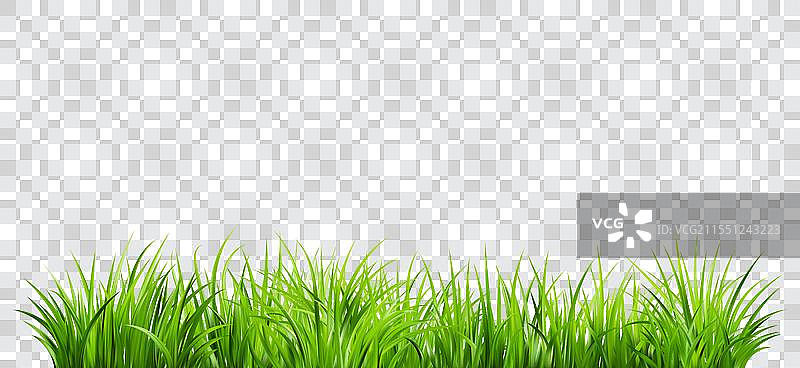 逼真的绿色草丛和新鲜的绿叶灌木图片素材