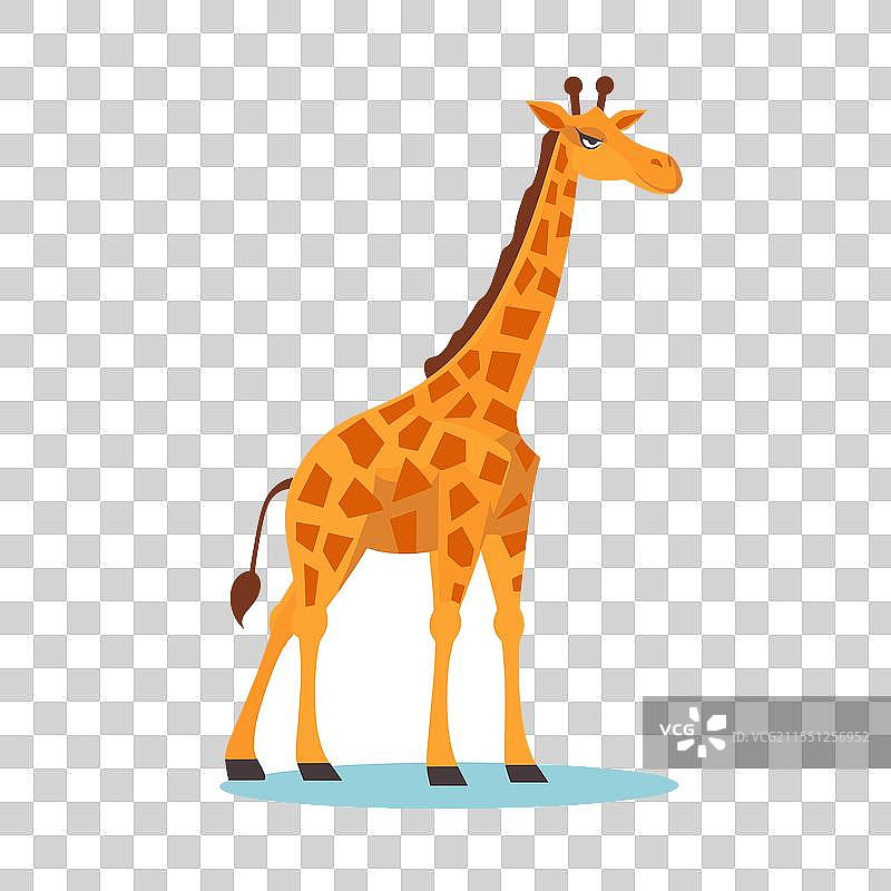 长颈鹿站在蓝色表面上，表情丰富图片素材