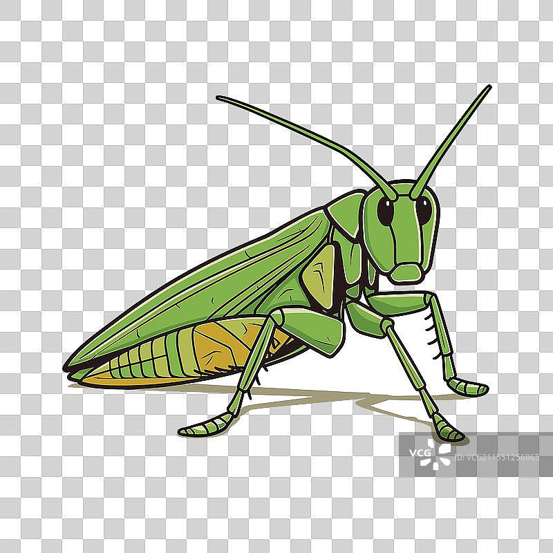 鲜艳的绿色蚂蚱在白色背景上图片素材