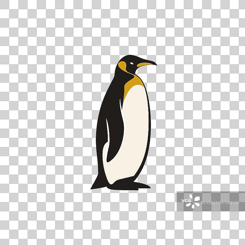 骄傲地站在冰上的国王企鹅图片素材