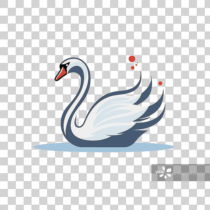 优雅的天鹅在日落时分平静的水面上滑行图片素材