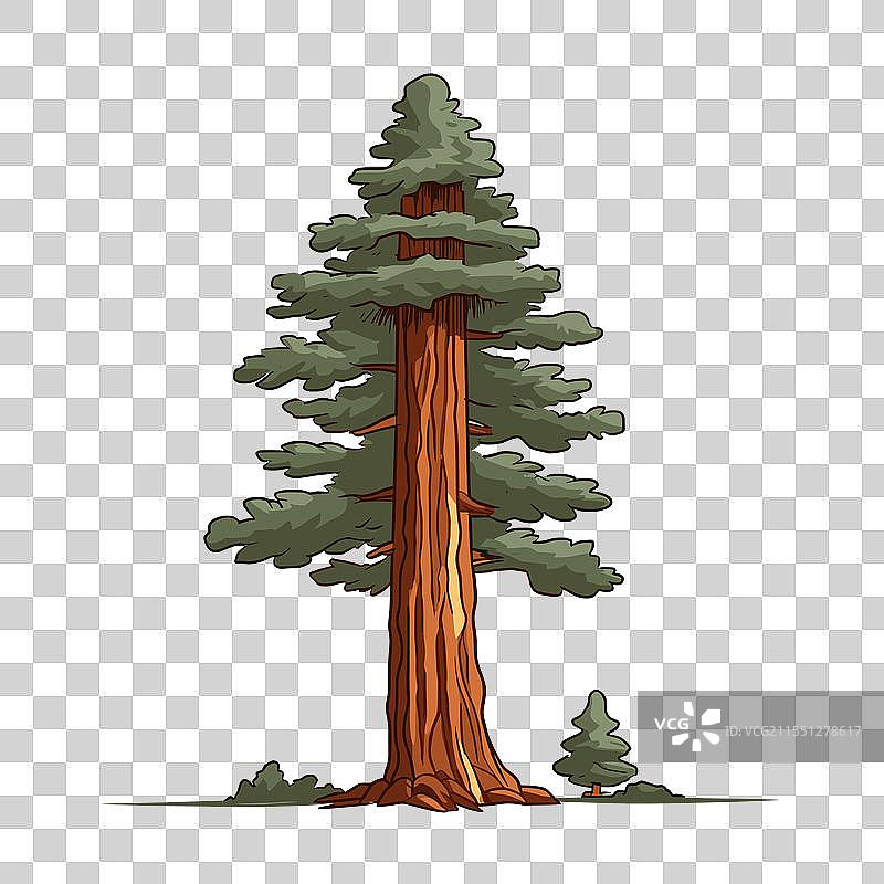 高大的红杉树骄傲地矗立在宁静的环境中图片素材