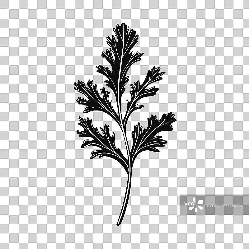 展示香菜叶的装饰性图片素材