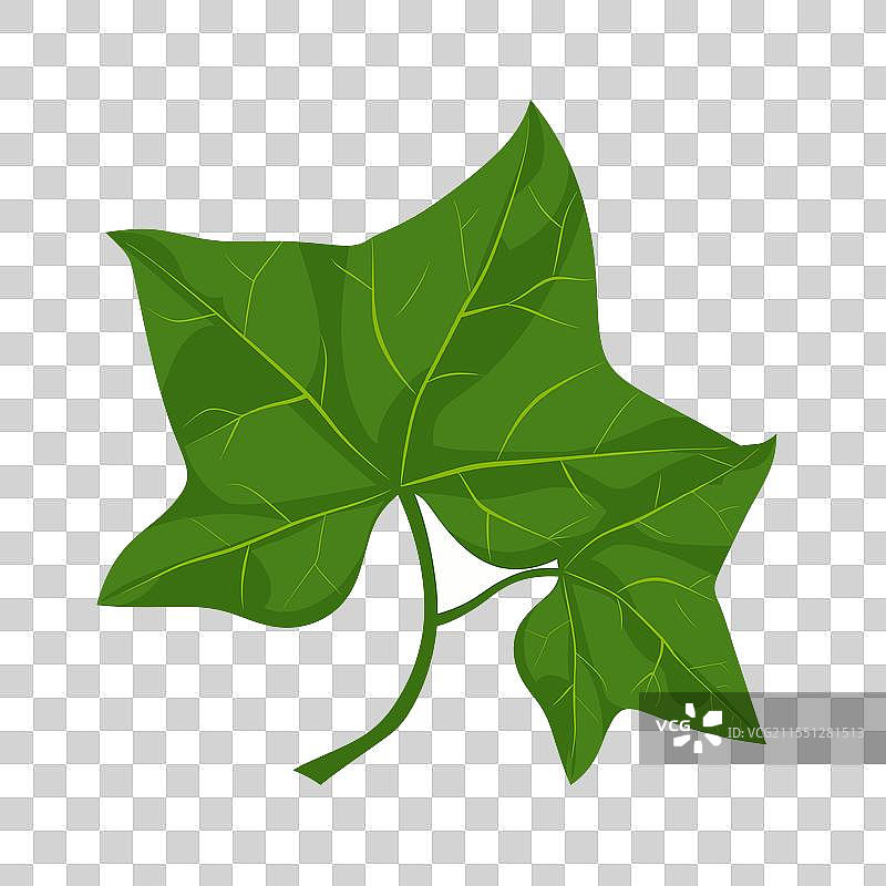 绿色常春藤叶子孤立在白色背景上图片素材