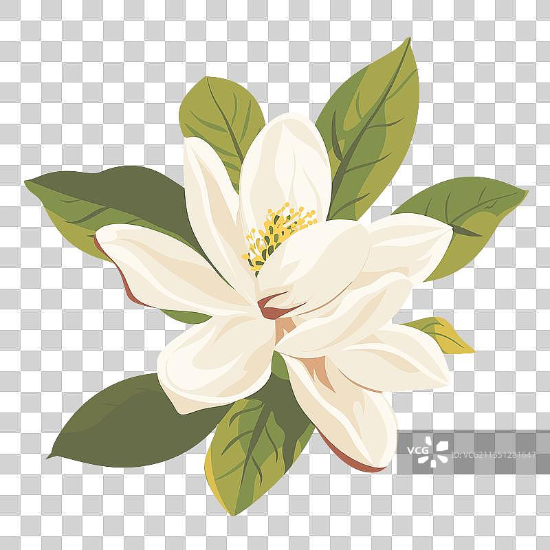 美丽的玉兰花与绿色叶子在一起图片素材