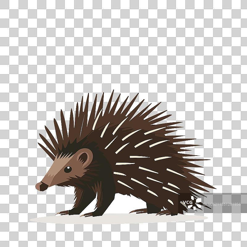 可爱的豪猪用刺站在灯光下图片素材