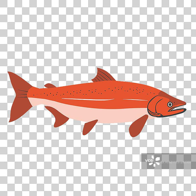 色彩斑斓的鲑鱼在水域栖息地中游动图片素材