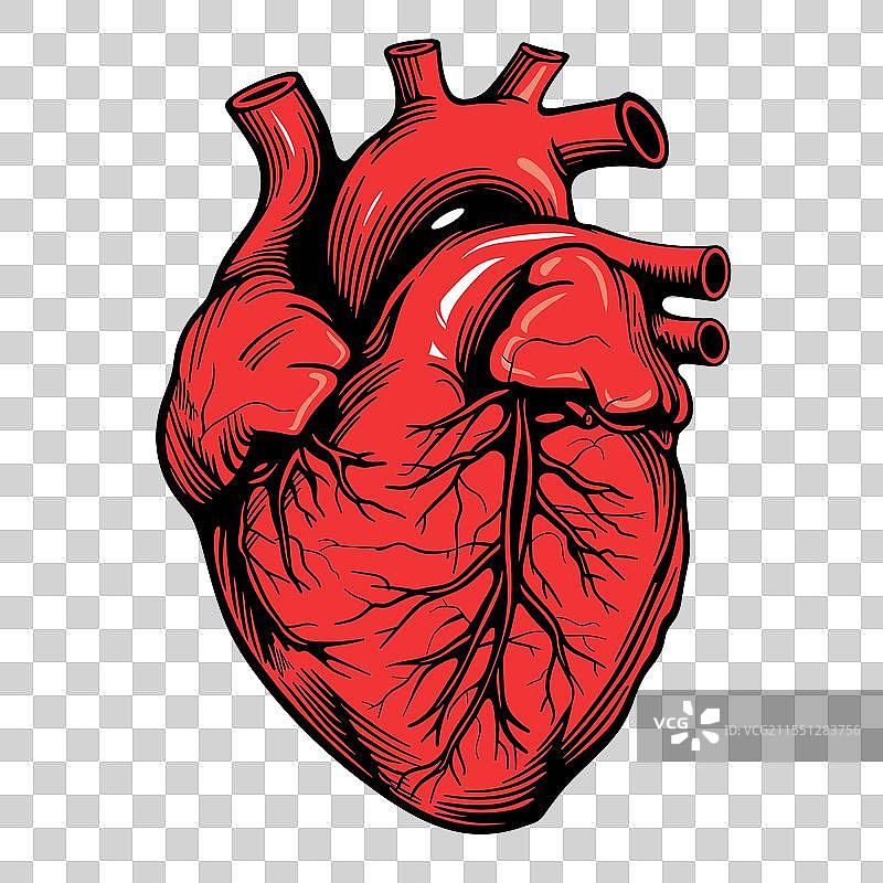 详细解剖风格的人类心脏图片素材