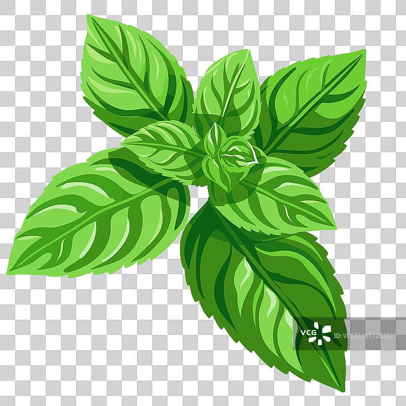 新鲜的罗勒叶铺在白色背景上图片素材