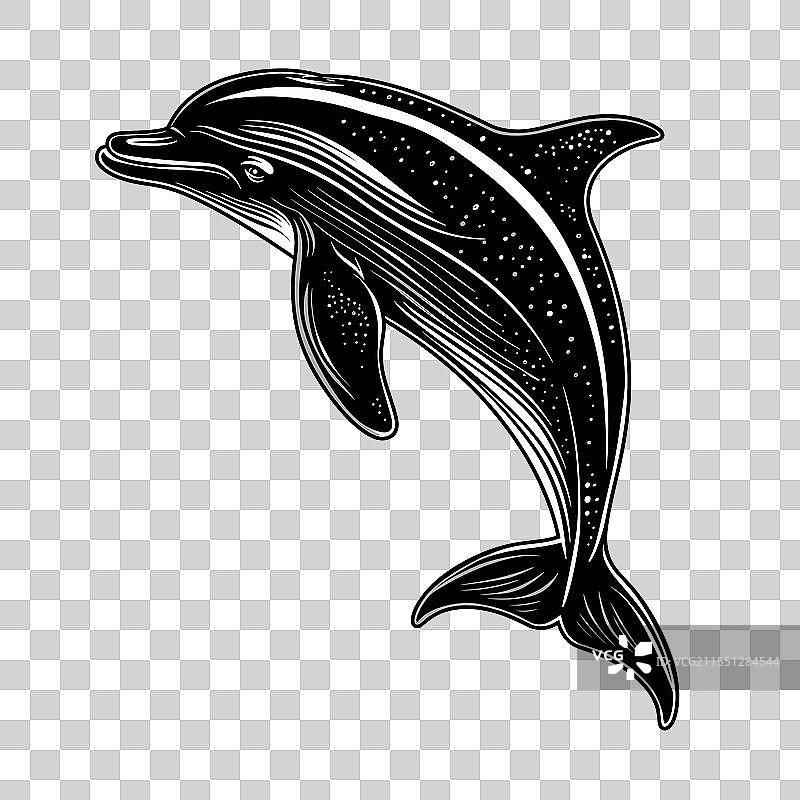 海豚在海洋中优雅地游泳图片素材