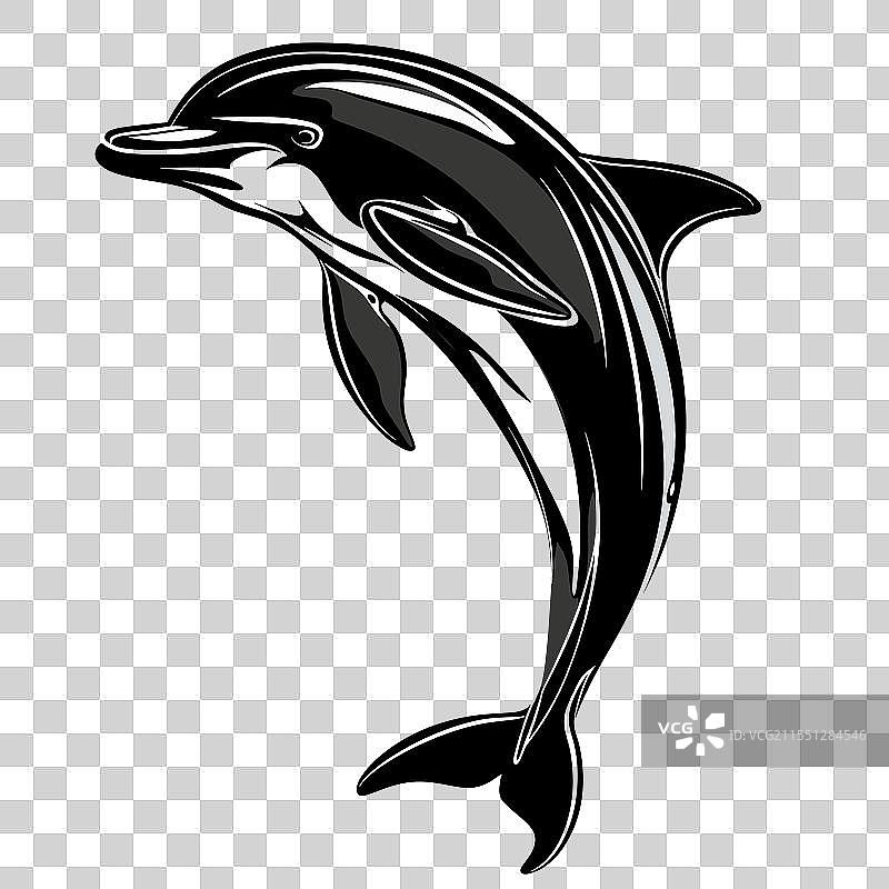 海豚在清澈的海洋水域中优雅地游泳图片素材