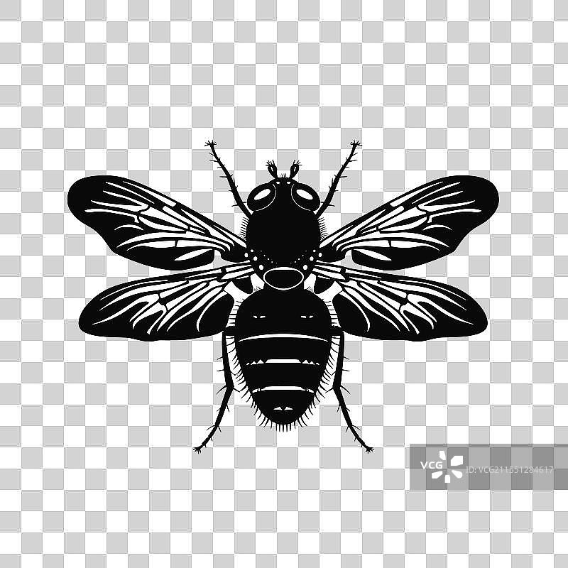 展示蜜蜂翅膀结构的细节图片素材