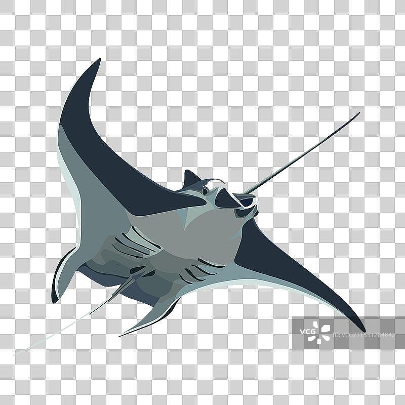 蝠鲼优雅地在海洋中滑行图片素材