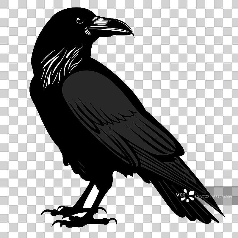 黑色乌鸦骄傲地站在树枝上图片素材