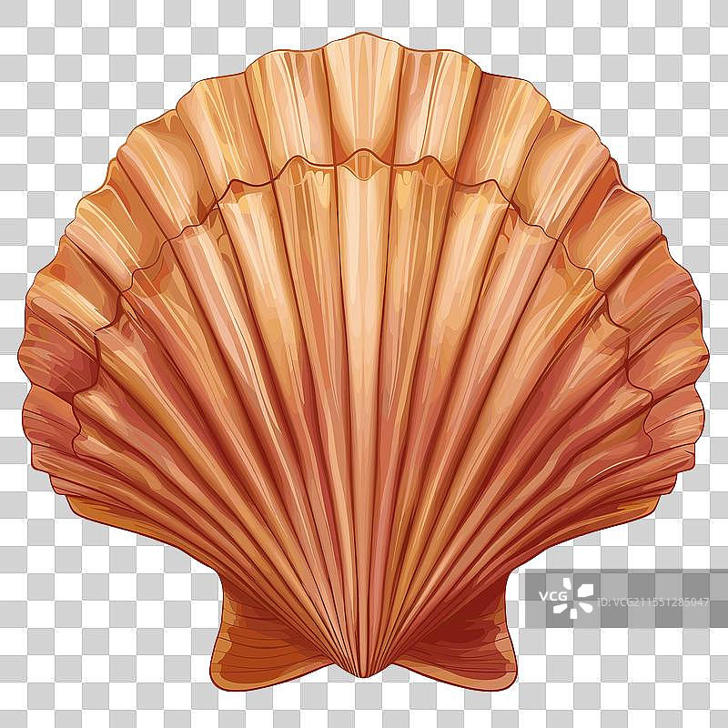 精美设计的海螺捕捉到的图片素材