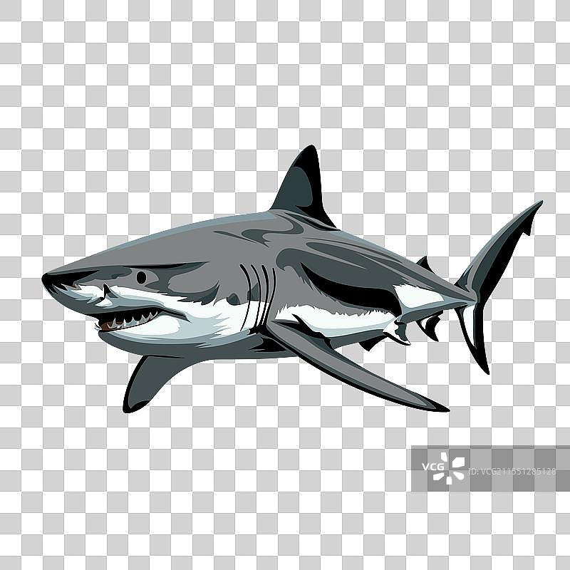 在海洋水域中游泳的伟大白鲨图片素材