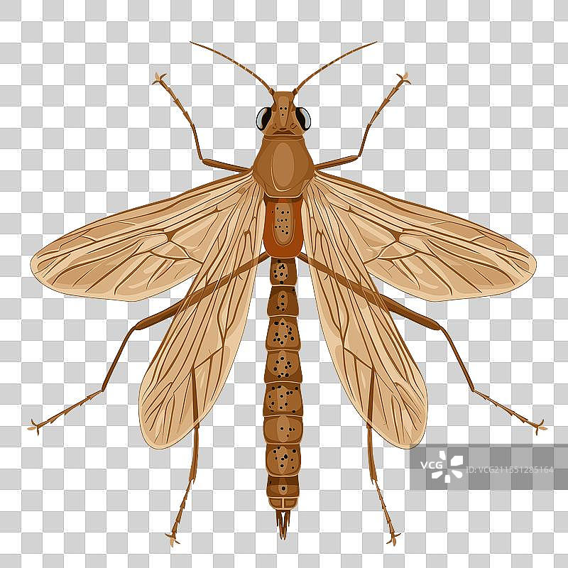 展示复杂细节的昆虫图片素材