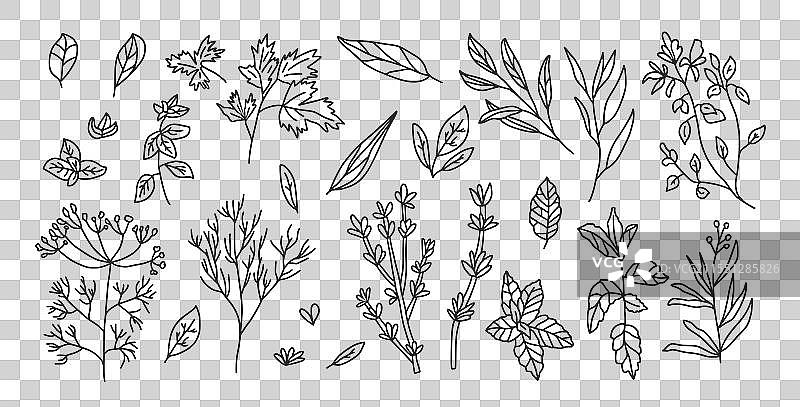 烹饪香草组合：香菜、罗勒、百里香、薄荷和图片素材