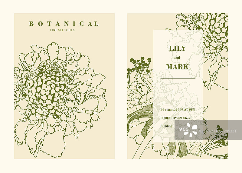 花园上的斯卡比奥莎花图片素材