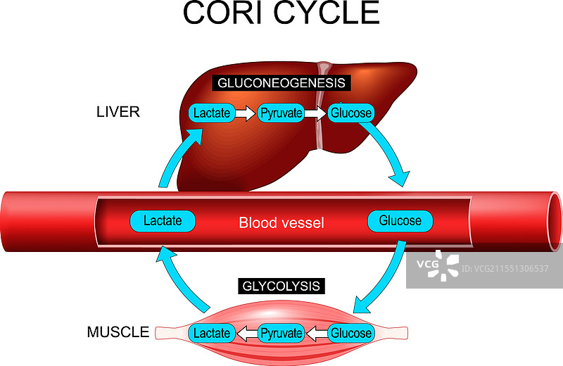 柯里循环、糖酵解和糖异生图片素材