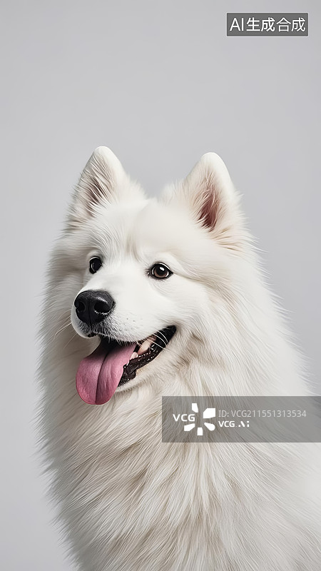 【AI数字艺术】萨摩耶犬动物宠物主题海报设计模板背景图图片素材