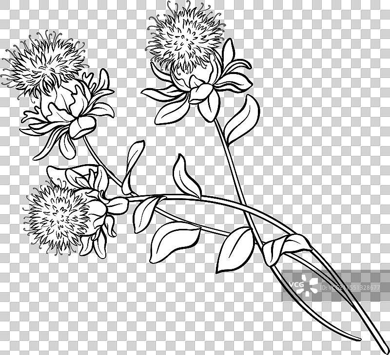 红花植物的花朵轮廓图片素材