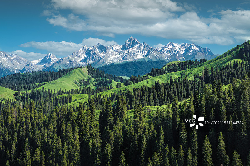 高山绿谷层峦云杉风景图（新疆）图片素材