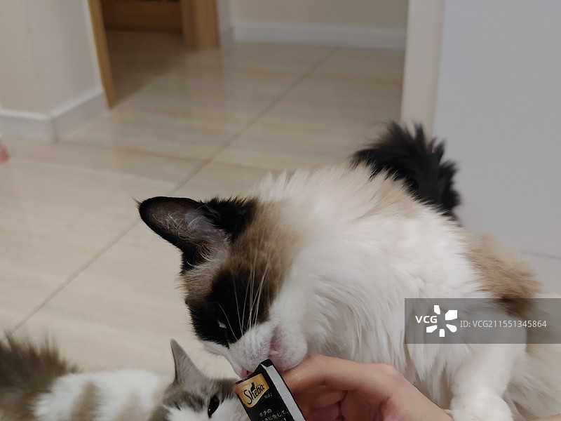 吃猫条和猫粮的猫咪图片素材