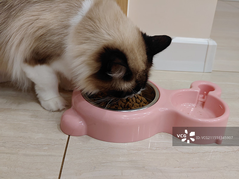 吃猫条和猫粮的猫咪图片素材