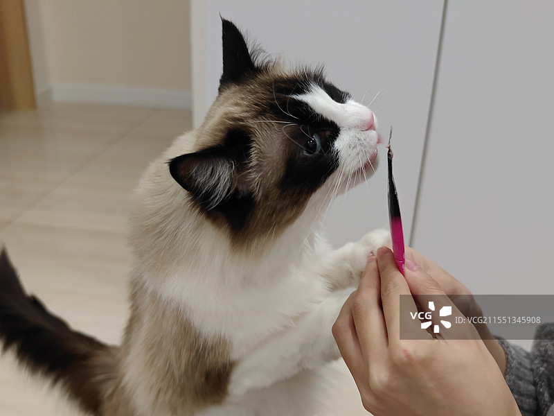 吃猫条和猫粮的猫咪图片素材