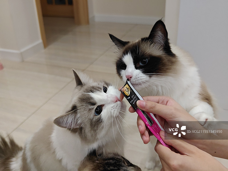 吃猫条和猫粮的猫咪图片素材