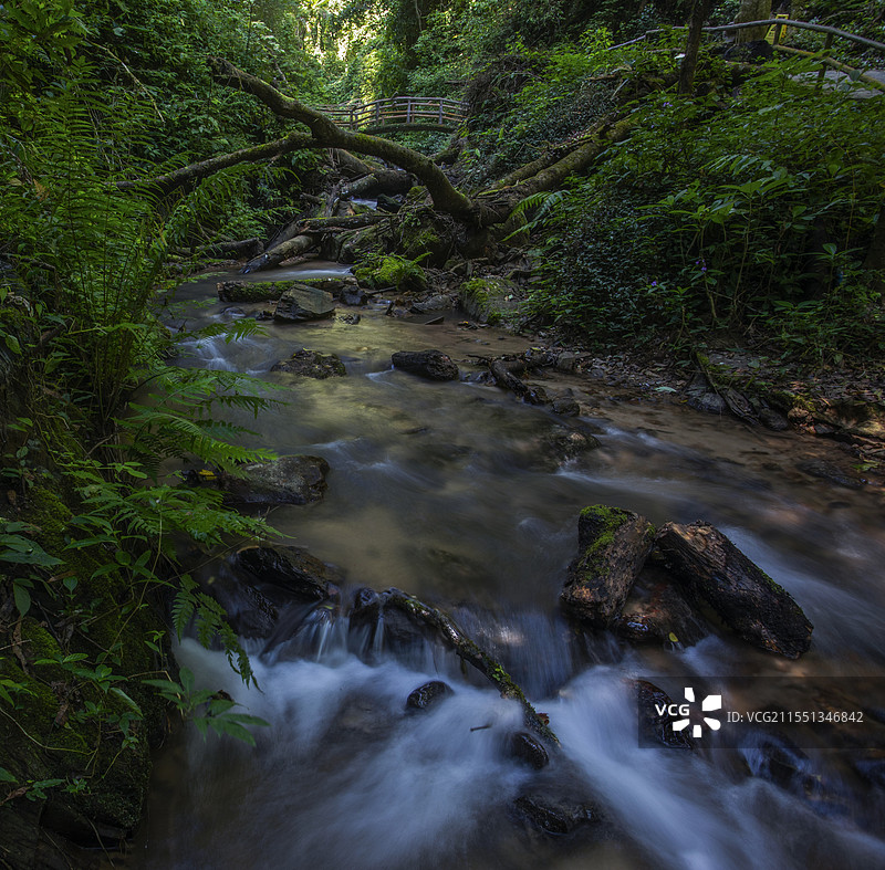 莫里热带雨林溪流图片素材